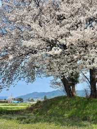 Summer Cherry Blossoms in the Countryside 🌸🌿