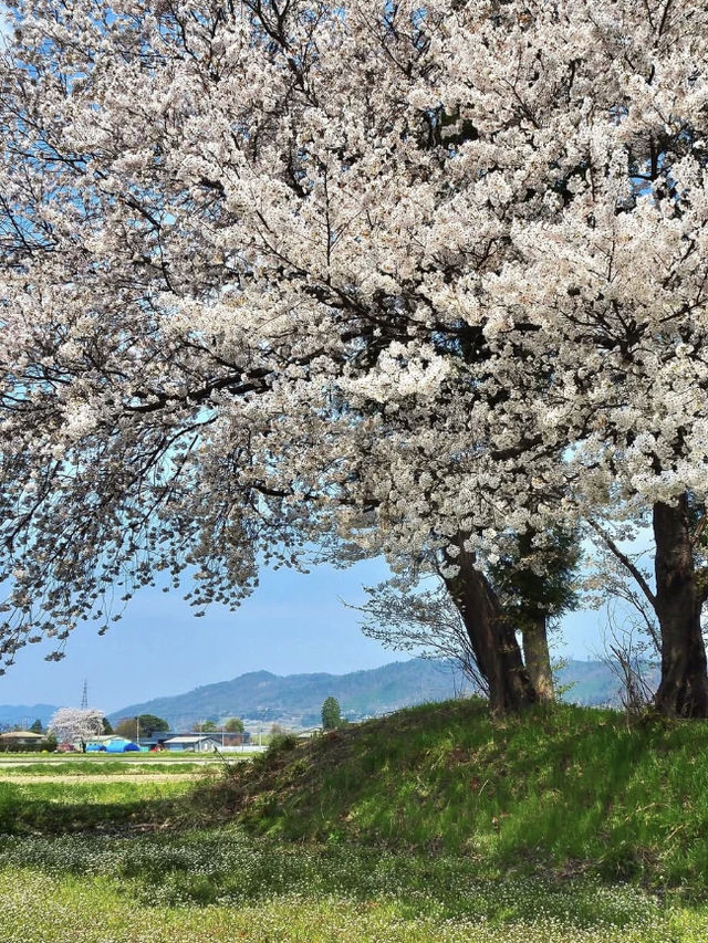 Summer Cherry Blossoms in the Countryside 🌸🌿