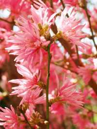 Blossom Seasons 