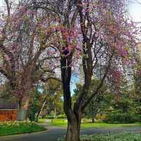 Why I Love Spring in Melbourne