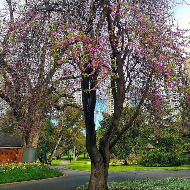 Why I Love Spring in Melbourne