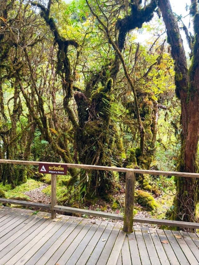 Your Springtime Escape into Chiang Mai’s Cloud Forest