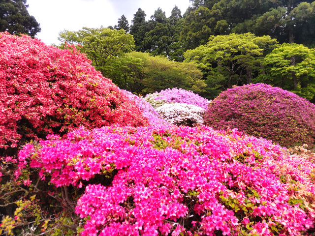 つつじと富士山の雄姿！山のホテルの大庭園　
