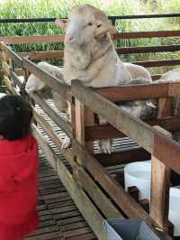 Experience A Fluffy Escape: The Sheep Sanctuary Experience