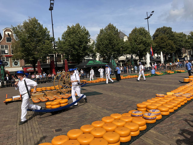 🧀 荷蘭阿爾克馬爾起司市集遊記