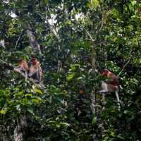 Cruisin’ the Kinabatangan River
