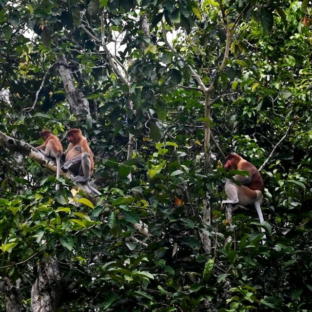 Cruisin’ the Kinabatangan River
