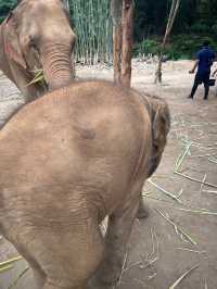 🇹🇭泰國清邁Kerchor 大象保護公園🐘✨不強迫大象的友善環境