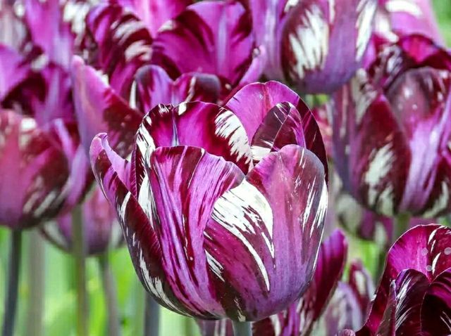 Title: Hortus Bulborum, Limmen – A Living Museum of Spring Bulbs