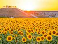 Yanagawa Sunflower Garden – A Golden Oasis by the Sea