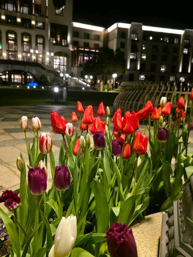 Spring Blossoms at Shanghai Disneyland Hotel Spring Blossoms at Shanghai Disneyland Hotel