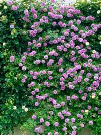 Keisei Rose Garden – Japan’s Blooming Paradise of Roses