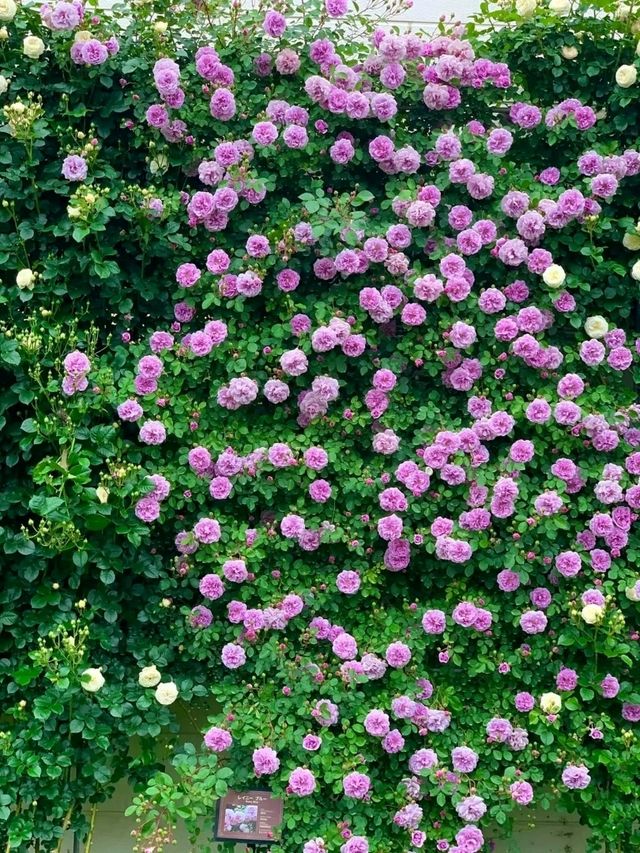 Keisei Rose Garden – Japan’s Blooming Paradise of Roses
