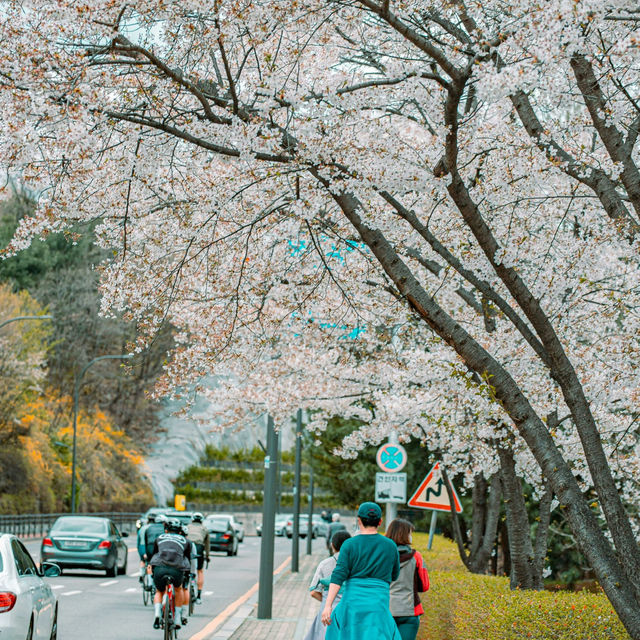 Sakura Reflections in Ouchi-juku: Edo-Era Nostalgia in Bloom