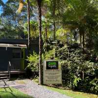 Discover a Hidden Gem: Tamborine National Park Near Brisbane