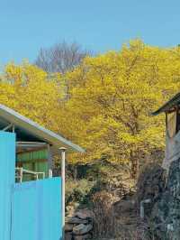구례 산수유 마을에 노오란 산수유가 가득 피었습니다🌼