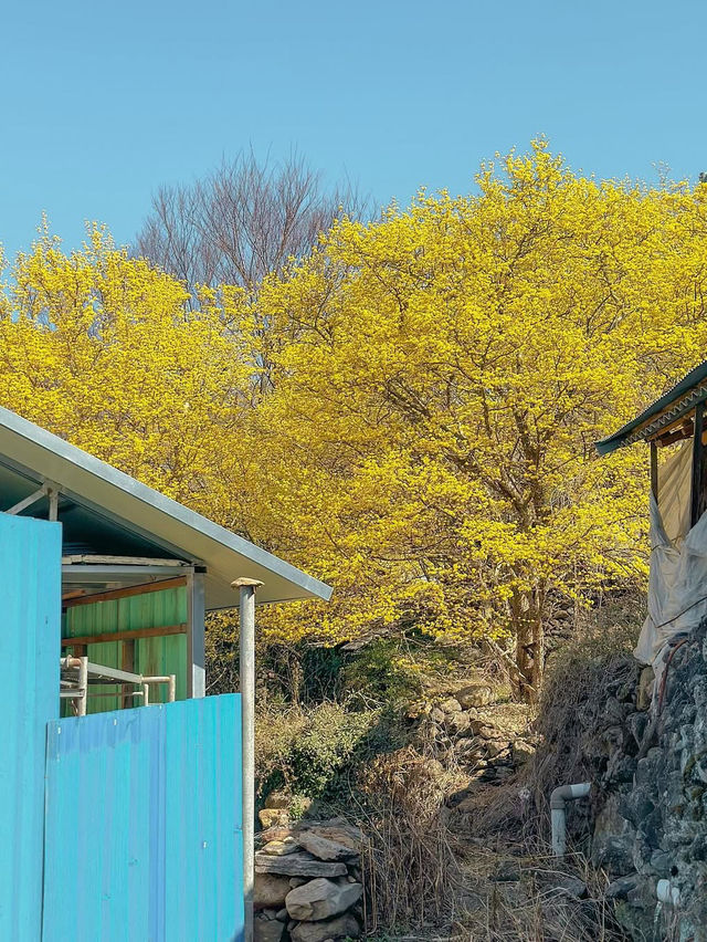 구례 산수유 마을에 노오란 산수유가 가득 피었습니다🌼