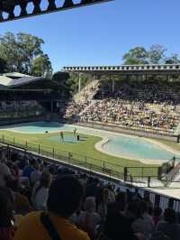 Australia Zoo is just a popular choice