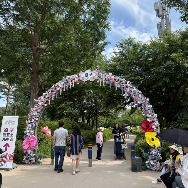지금 당장 가야하는 자라섬 꽃🌺 페스타 ~2025.06.14