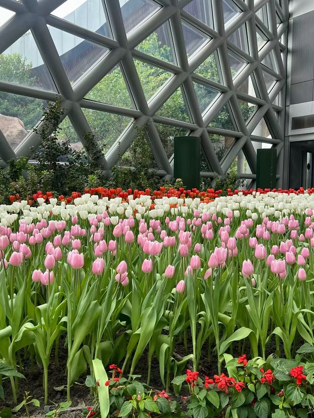 สวนดอกไม้ฟีลยุโรป🌷ใกล้แค่ระยอง🚗