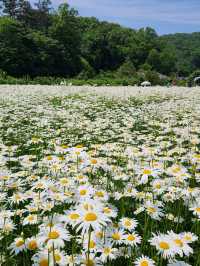 ☺️아산 샤스타데이지 카페 카페지새울🌳