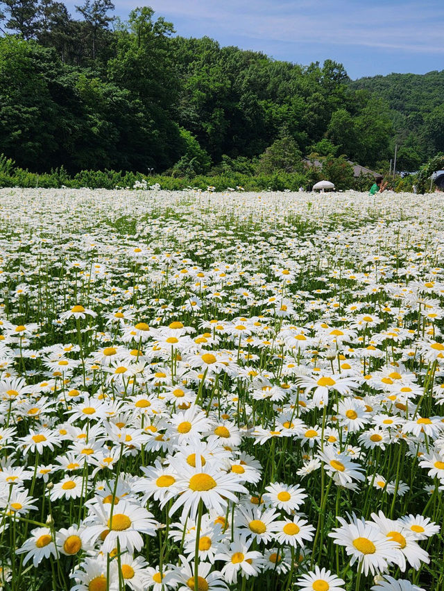 ☺️아산 샤스타데이지 카페 카페지새울🌳