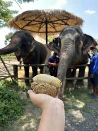 🐘코끼리랑 놀아볼래?🇹🇭