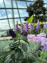 Flower Dome - Garden by the bay