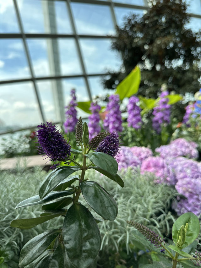 Flower Dome - Garden by the bay