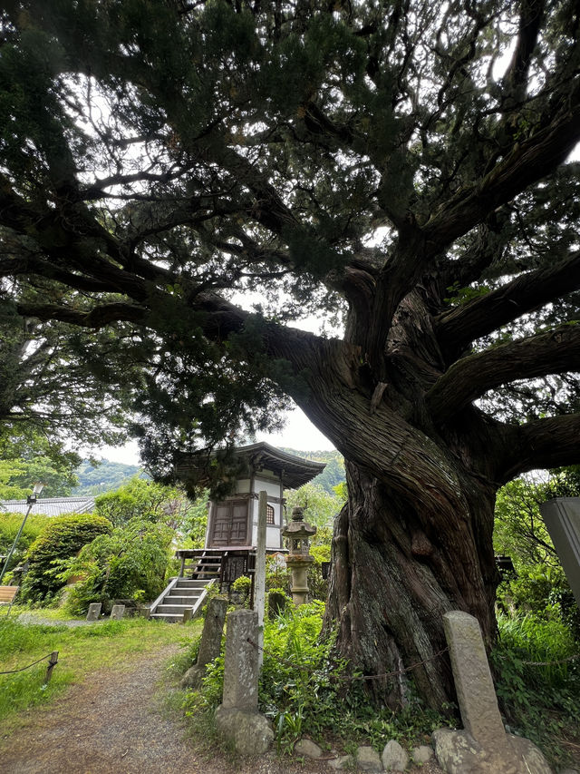 木に会いに行く旅って、ちょっと素敵だと思いませんか？🇯🇵✈️🌎 