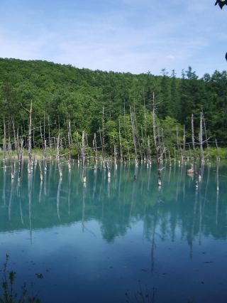 【Hokkaido - Blue Pond (Biei)】A natural masterpiece created by the cobalt blue mystery.