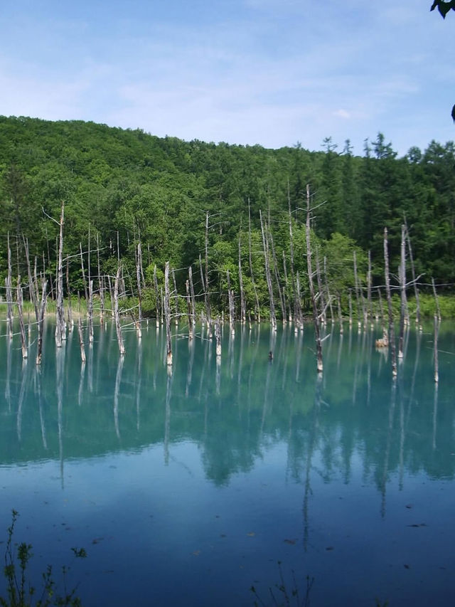 🎯【北海道・青い池（美瑛）】コバルトブルーの神秘が創る“自然のアート”