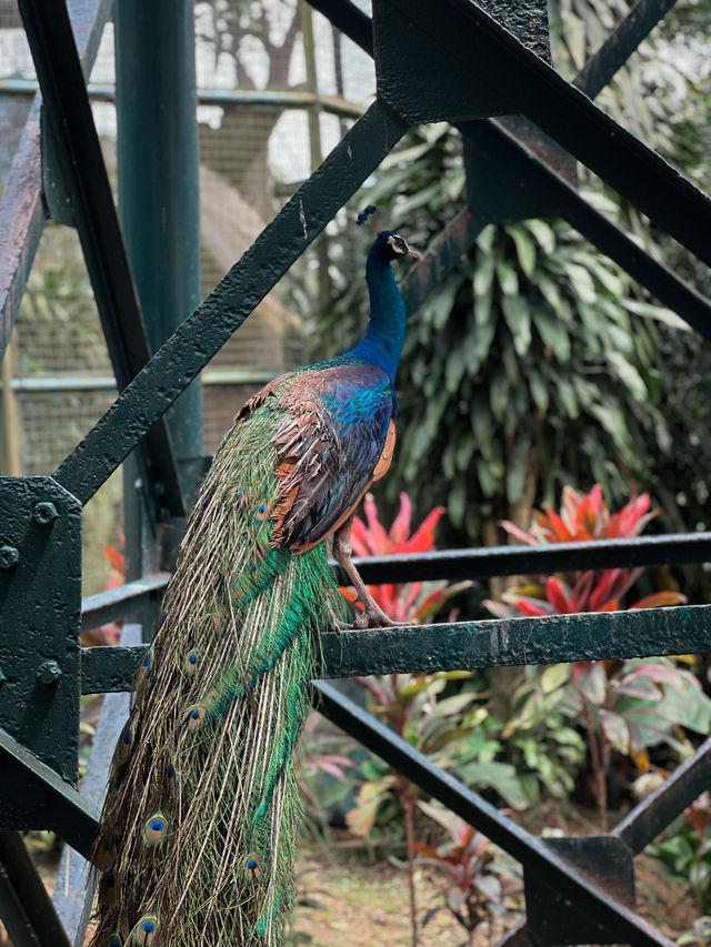 Birds, Beauty & Tropical Vibes at KL Bird Park 🦜🌴