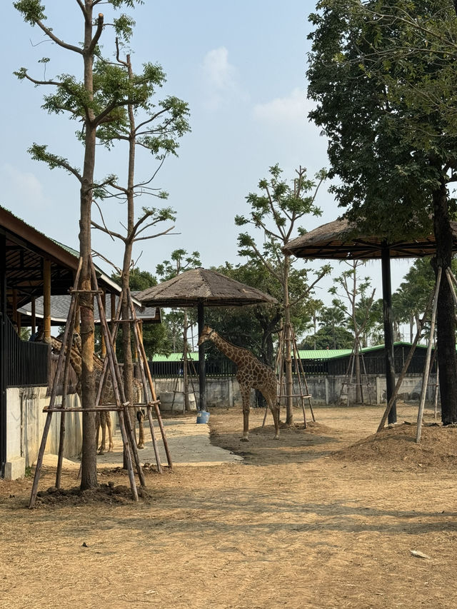 泰國大城包車一日遊 Sriayuthaya Lion Park  動物互動 