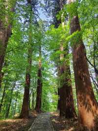 🏔️【山形・鶴岡 羽黒山】2446段の石段と国宝五重塔が誘う、神々と自然の巡礼旅