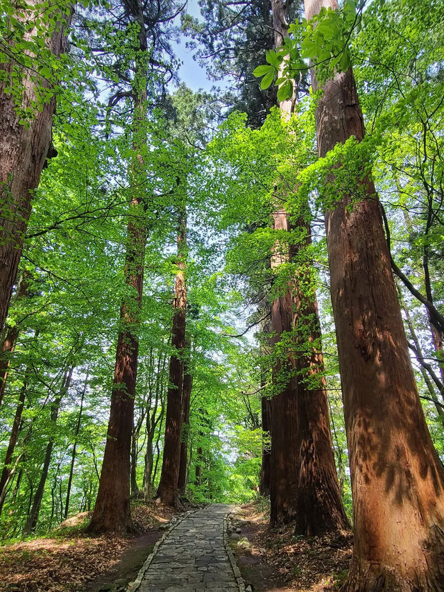🏔️【山形・鶴岡 羽黒山】2446段の石段と国宝五重塔が誘う、神々と自然の巡礼旅
