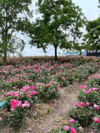 💜 Shanghai Lavender Park – A Provence-Inspired Purple Escape Next to Disneyland