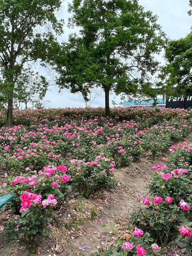 💜 Shanghai Lavender Park – A Provence-Inspired Purple Escape Next to Disneyland
