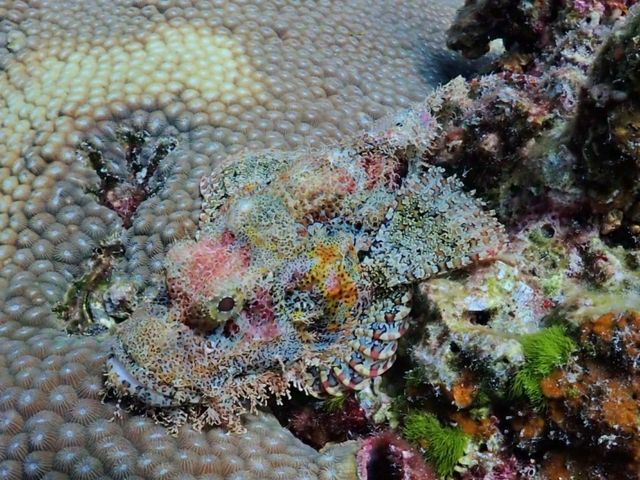 🌊【普吉潛水日記】潛入蔚藍，與大海約會！🐠  