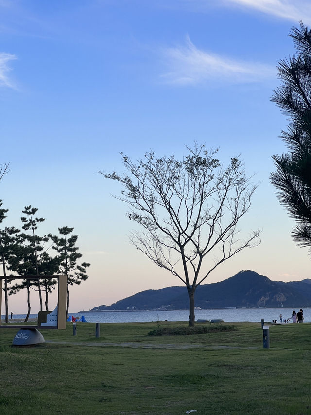 영덕 메타세콰이어길, 고래불 해수욕장 코스 추천💛