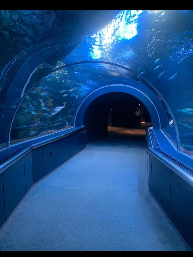 新潟市にある「マリンピア日本海」は、日本海側最大級の水族館