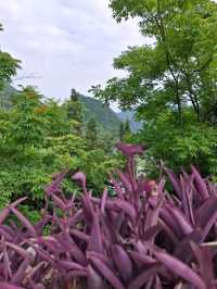 天下山峰何其多  唯有此處峰成林