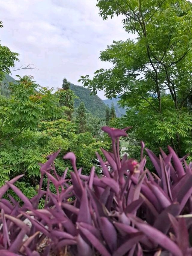 天下山峰何其多  唯有此處峰成林