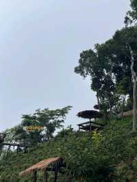 🏞️✨ยอดดอยม่อนแจ่ม เชียงใหม่🏞️✨