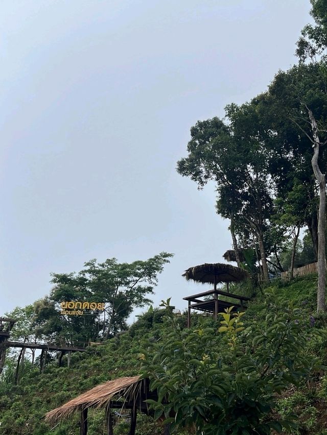 🏞️✨ยอดดอยม่อนแจ่ม เชียงใหม่🏞️✨