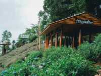 ยอดดอยม่อนแจ่ม Coffee