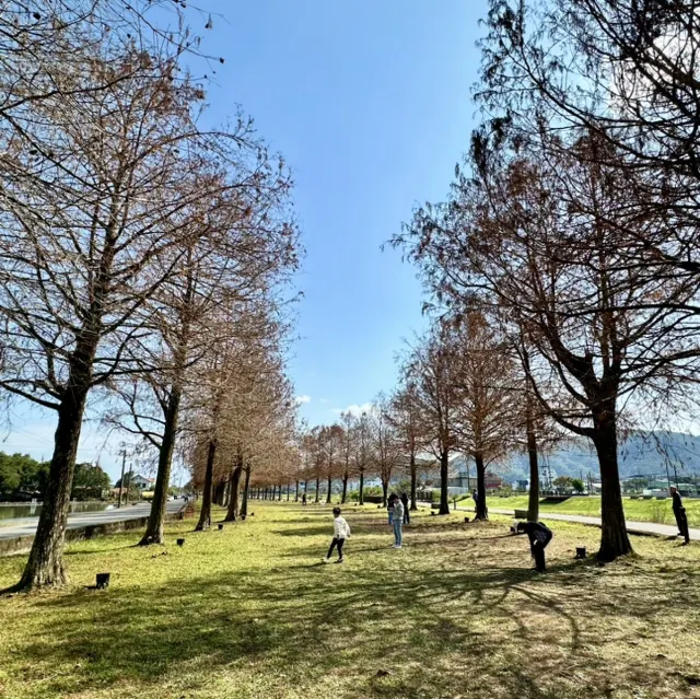 三星安農溪落羽松排列成筆直大道，是宜蘭秋冬指標景點