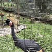Colorful Birds, but Not Worth the Price – Be Careful with Kids!
