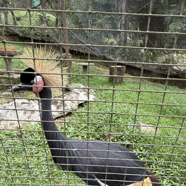 Colorful Birds, but Not Worth the Price – Be Careful with Kids!