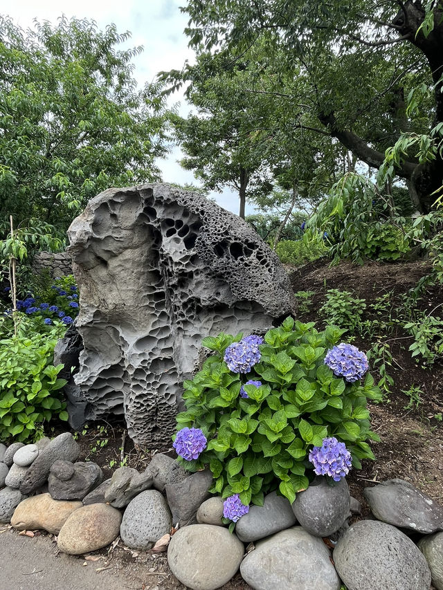 제주도 수국을 찾아서